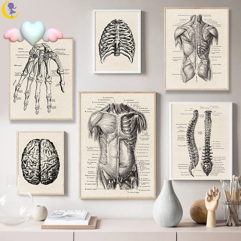 Human Anatomy Vintage Poster Art Print, Medical Anatomy Canvas Painting ...
