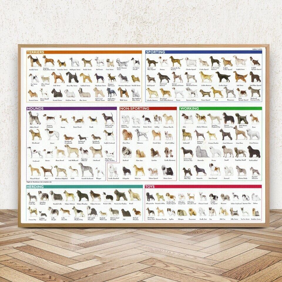 Popular The Diagram Of Dogs Breeds Chart Animal Poster Prints Painting ...