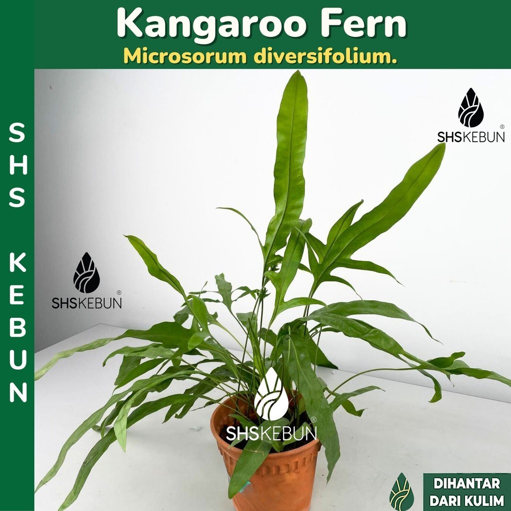 Microsorum diversifolium Kangaroo Paw Fern Paku Pakis Tapak Kangaroo ...