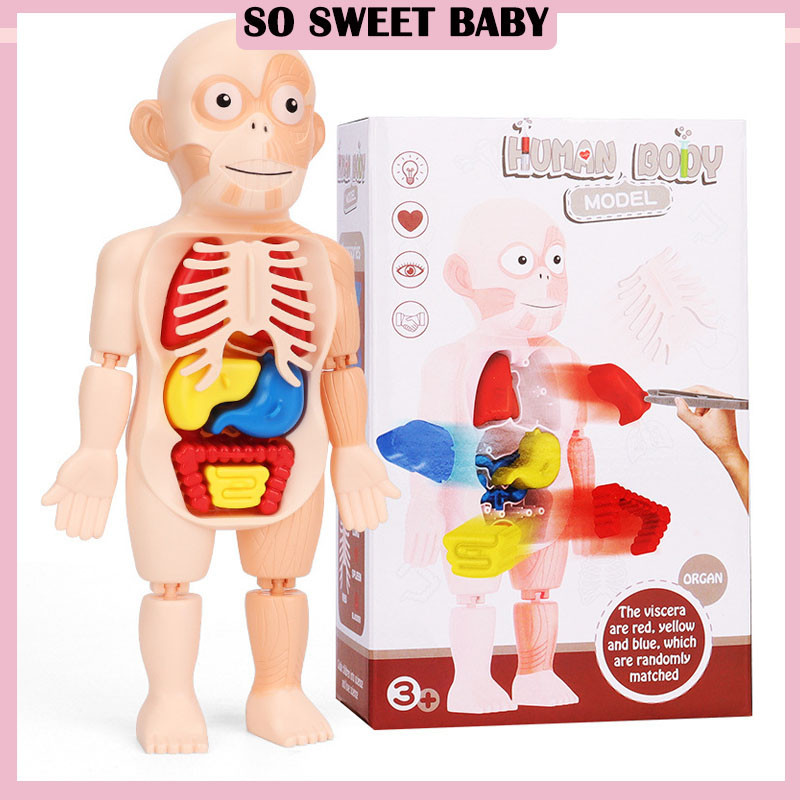 [COD] 3D DIY Human Body Puzzle Model Assembly Toys Montessori ...