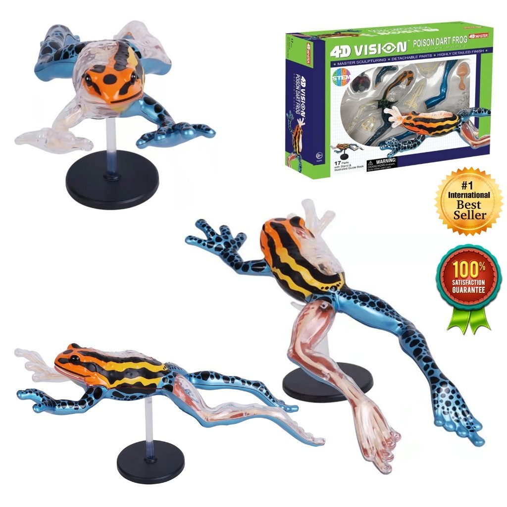 New 4D Poison Dart Frog Anatomy Model Education Lab Learning School ...