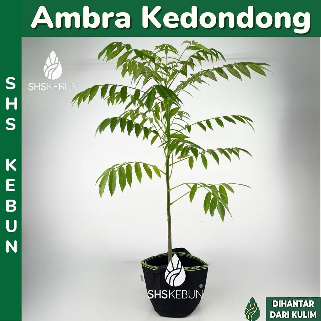 Ambra Kedondong Pokok Buah Live Plant Fruit Tree Ambarella ambra 沙梨 ...