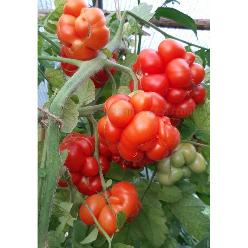 5 Pcs Heirloom Reisetomate Tomato Seeds Tomato Hodoh, Travelers Tomato ...