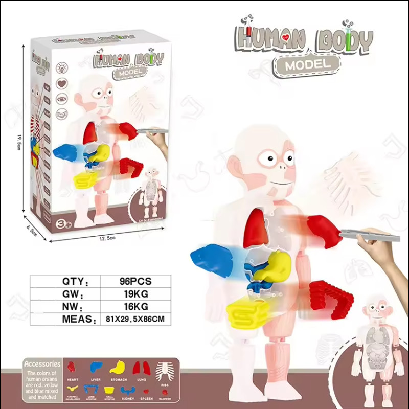 Human Torso Body Anatomy Model Heart Brain Skeleton Medical School ...