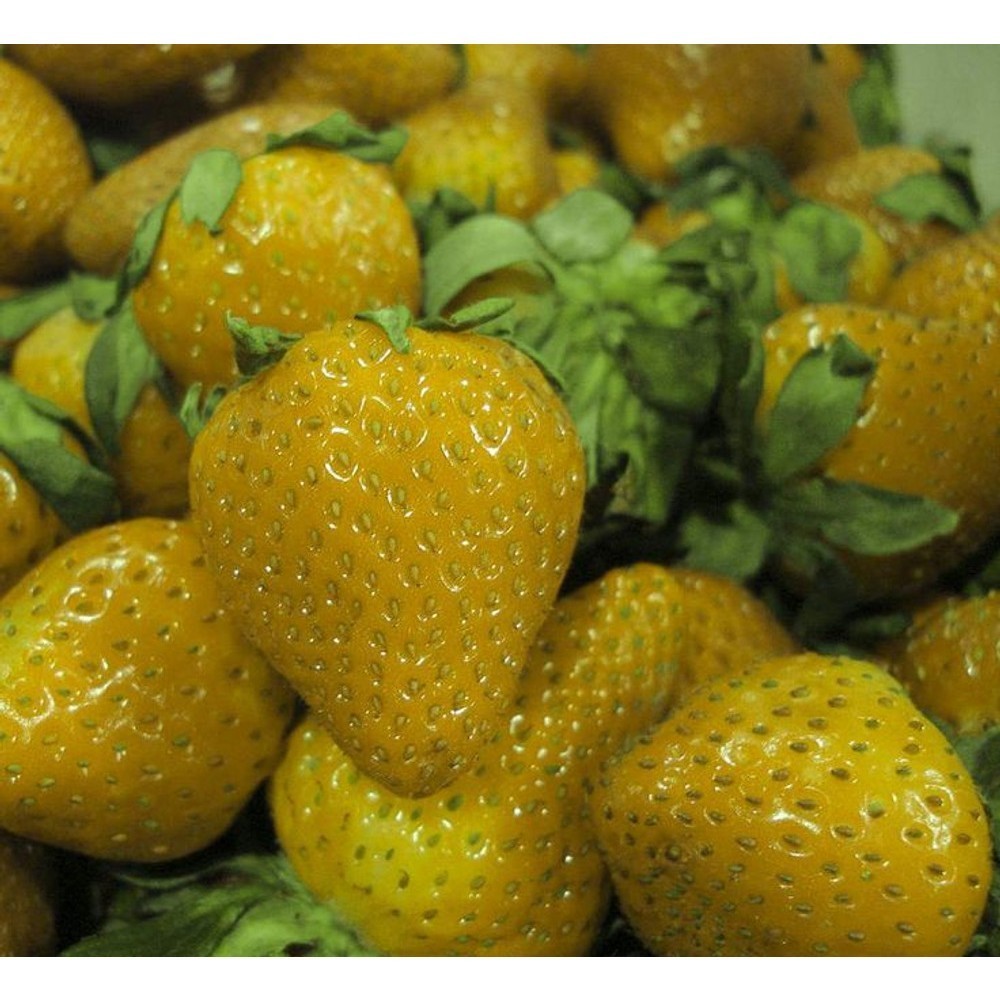 5 Pcs Rare Yellow Wonder Alpine Strawberry Seed Strawberi Kuning Ready ...
