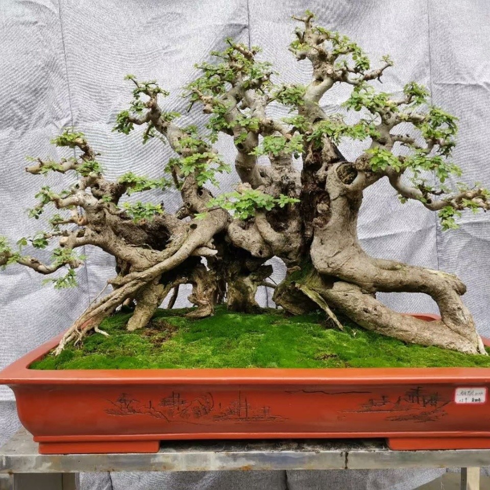 [Spot] on the knotted ash miniature modeling, bonsai, old piles ...