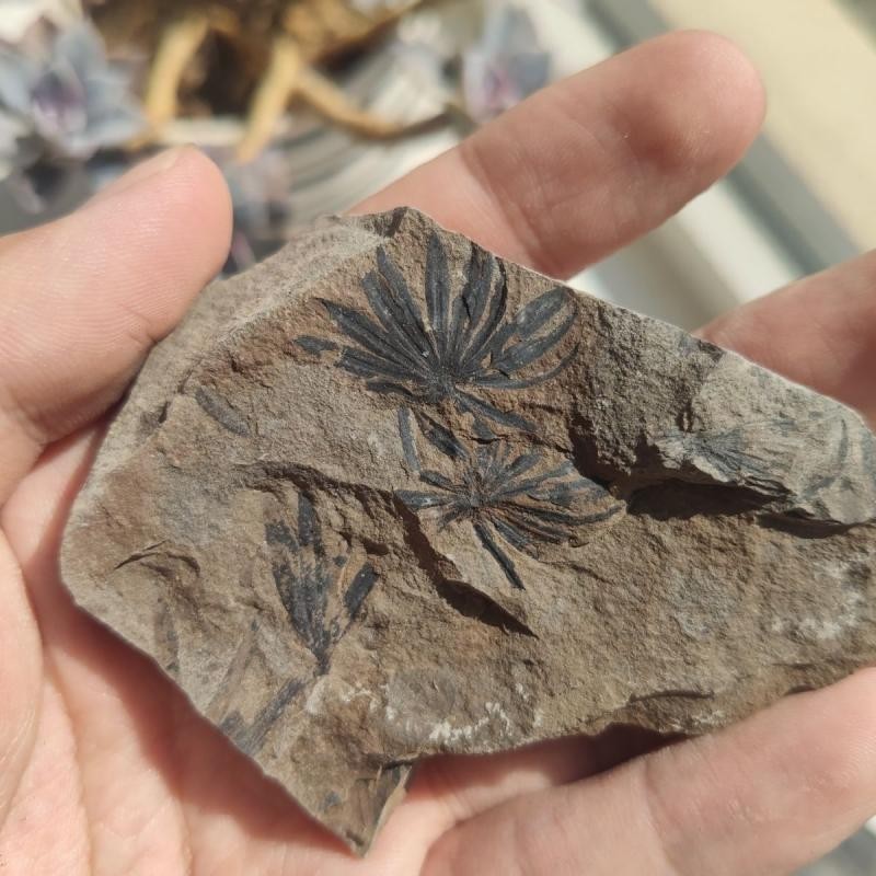 天然轮叶化石标本植物化石古生物化石收藏标本儿童科普教学样本Natural leaf fossil specimens