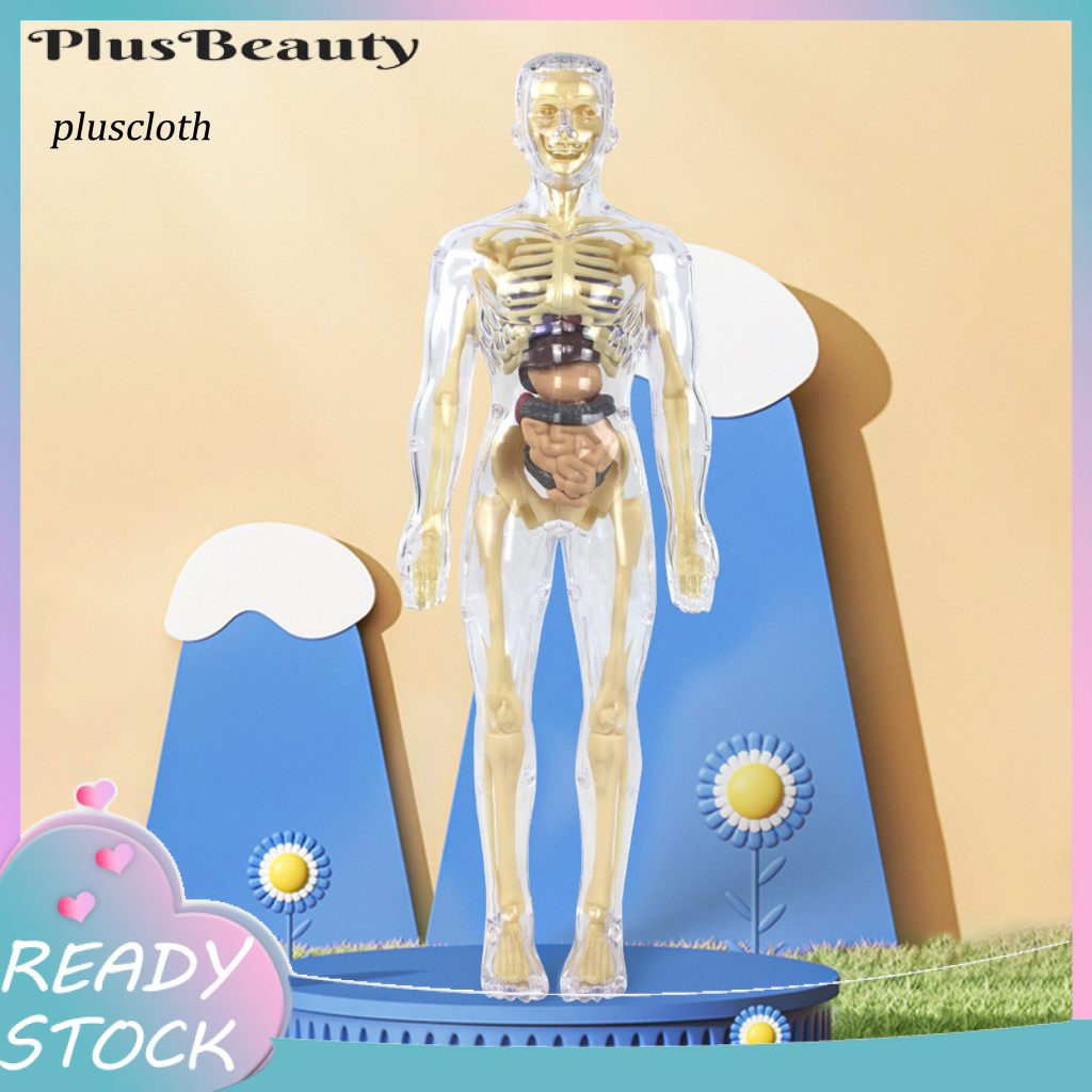 Anatomy Model for Homeschooling Explore Life Toy Body Model Set for ...