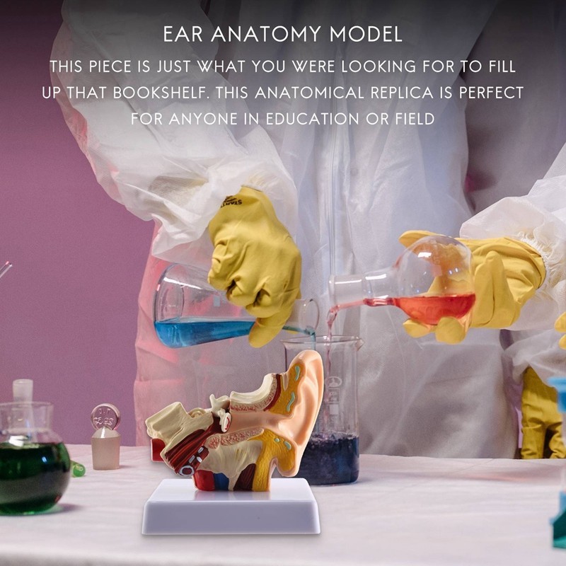 1.5X Human Ear Anatomy Model - Professional Desktop Inner Ear Structure ...