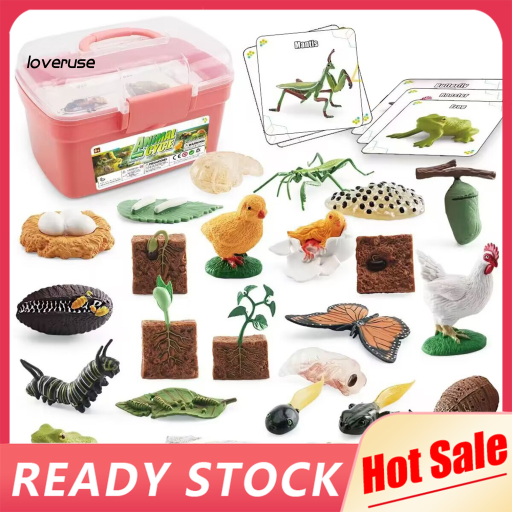 /LO/ Life Cycle of Butterflies Life Cycle Toy Set Life Cycle Learning