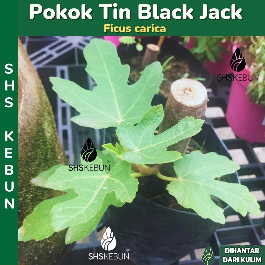 Fig Plant Anak Pokok Tin Black Jack Live Plant Ficus Carica Buah TIn ...