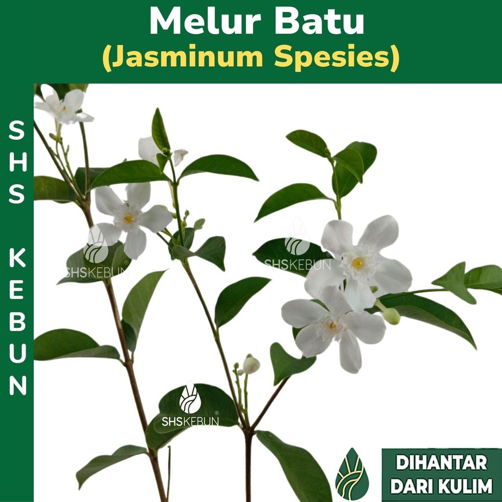 Pokok Bunga Melur Pokok Bunga Jasmine Pokok Bunga Melur Batu / Melur ...