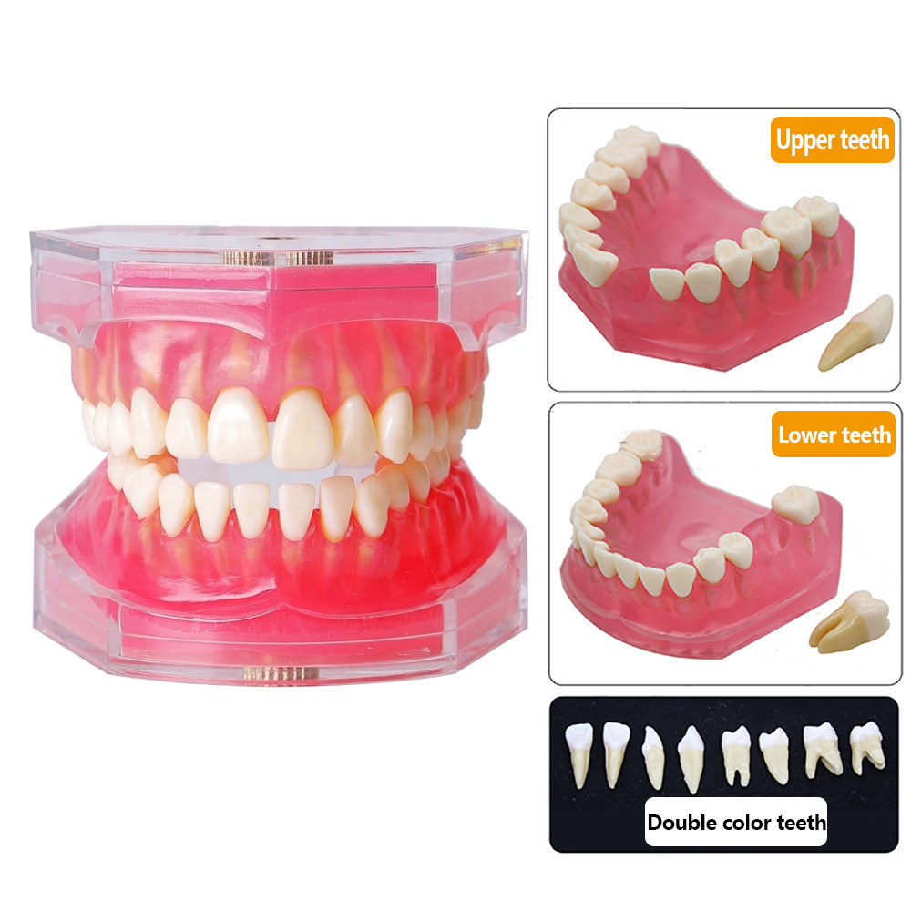 Dental Teaching Model Adult Standard Teeth Model Typodont Jaw Model Dentist Demonstration Tool For Education Training Study - 66