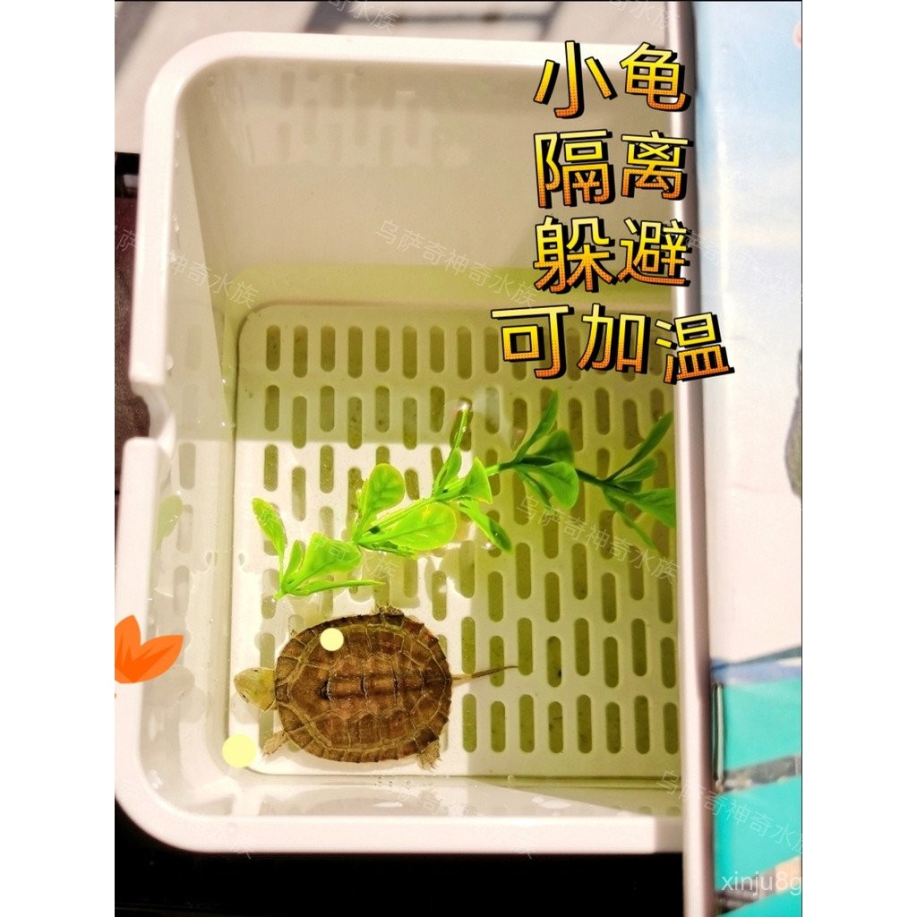 Turtle Isolation Box Turtle Seedling Hair Color Box Egg Turtle Breeding ...