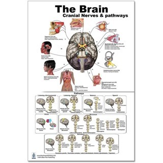The Brain Poster Waterproof Cranial Nerves & Pathways Ximei Art ...