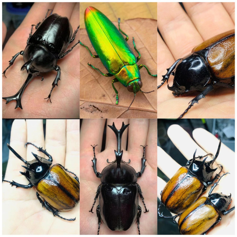 Real Rhinoceros Beetle Specimen Wet Insect School Project Handmade ...
