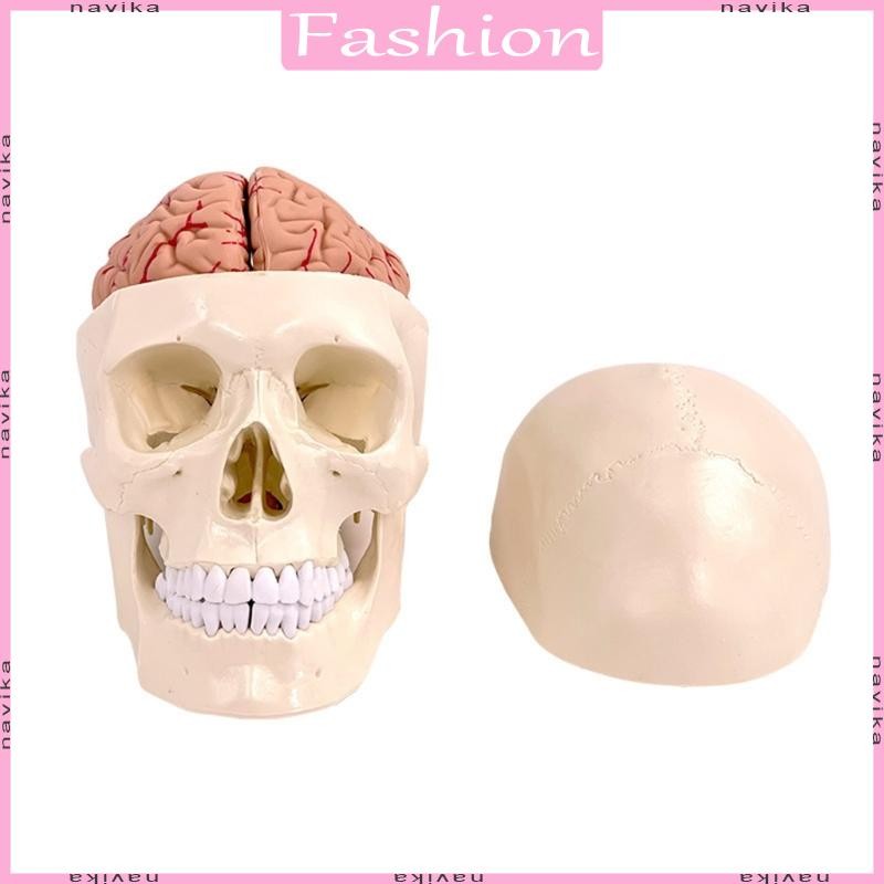 Cat Skull Anatomy Model - Life Size PVC Cat Head Skeleton For Veterinary Education & Display