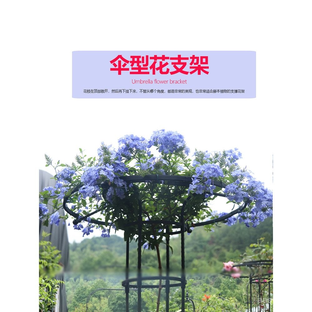 Plant Puzzle Outdoor Umbrella-Shaped Rose Climbing Frame Rose Clematis ...