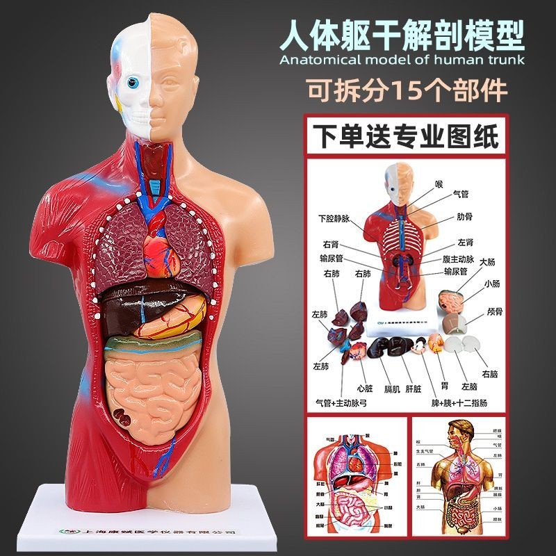人体器官结构解剖模型儿童全身内脏大脑心脏躯干模特教学拆卸拼图Human Organ Structure Anatomy Model ...
