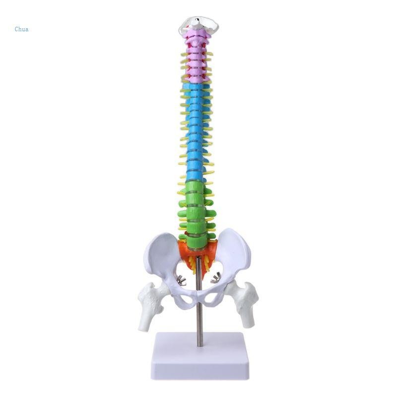 Chua 45cm Removable Human Spine Model Spinal Column Vertebral Lumbar ...