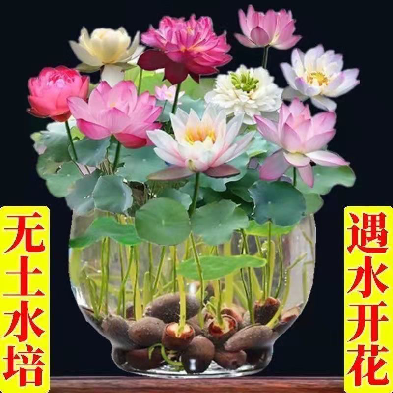 [7 Days Germination] Bowl Lotus Seed Four Seasons Blossoming Colorful ...
