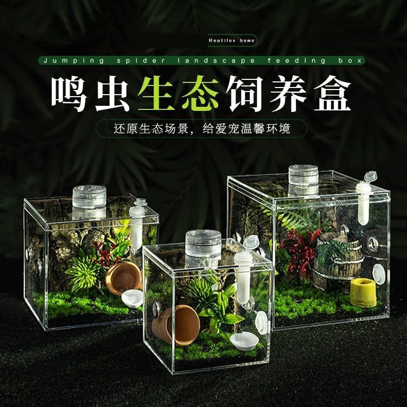 ((Ready Stock) High-Transparency Beetle Ecological Box Beetle Box Oil ...