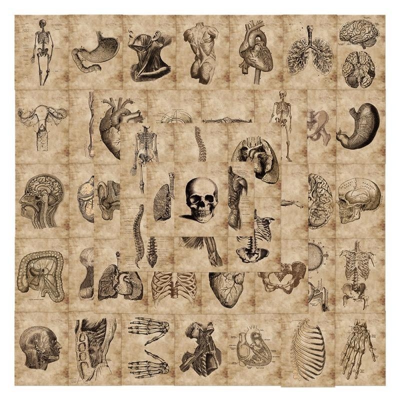50Pcs Diagram of Human Organ Structure Distribution Waterproof Stickers ...