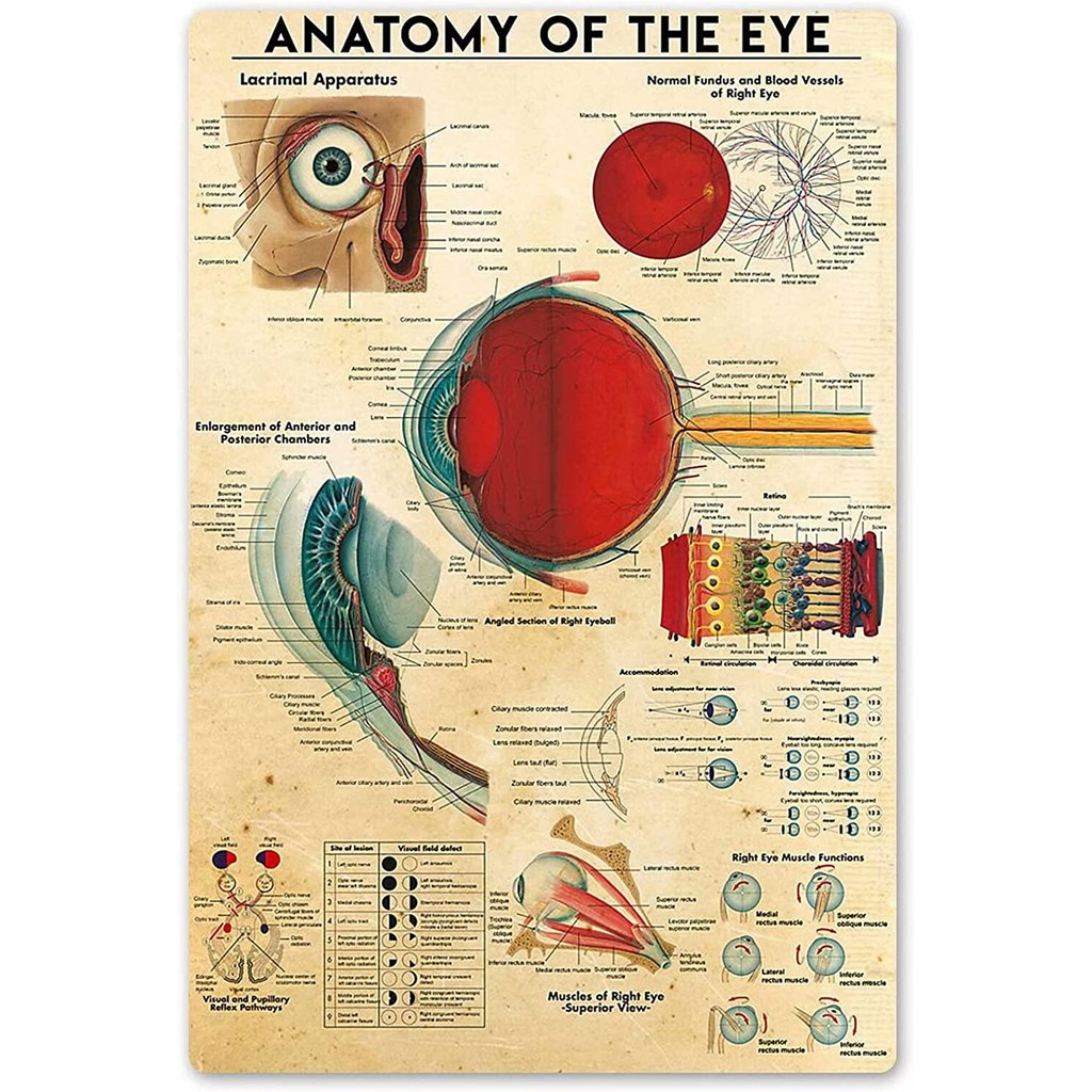 Anatomy of The Eye Metal Signs Human Body Structure Science Guide Metal ...