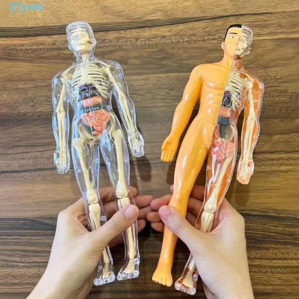 DIY 3D Human Torso Anatomy Model Educational Toy For Kids