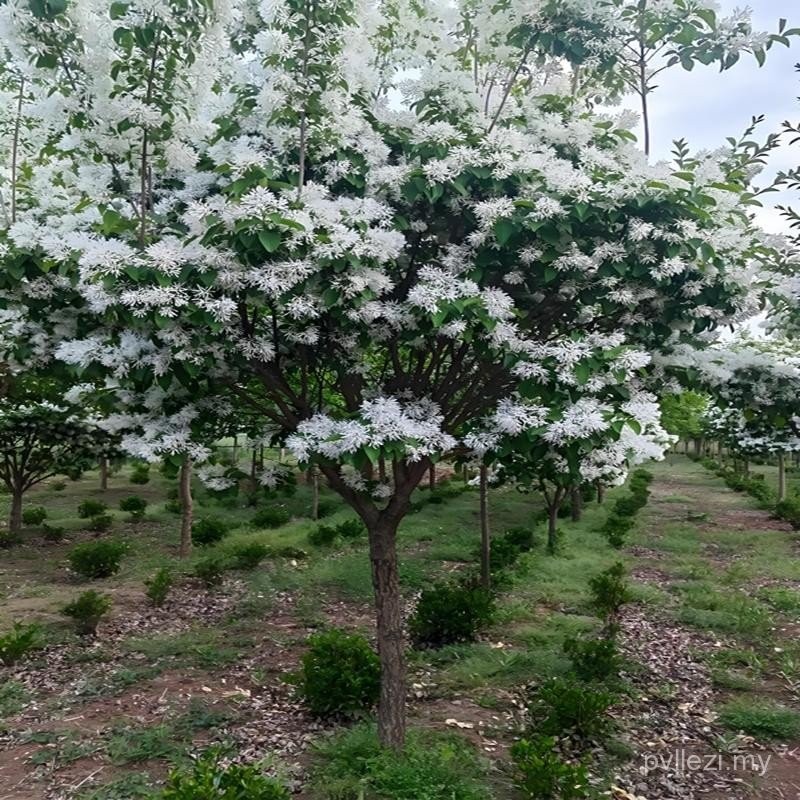 Tassel Saplings April Snow Courtyard Doorside Landscape Trees Greening ...