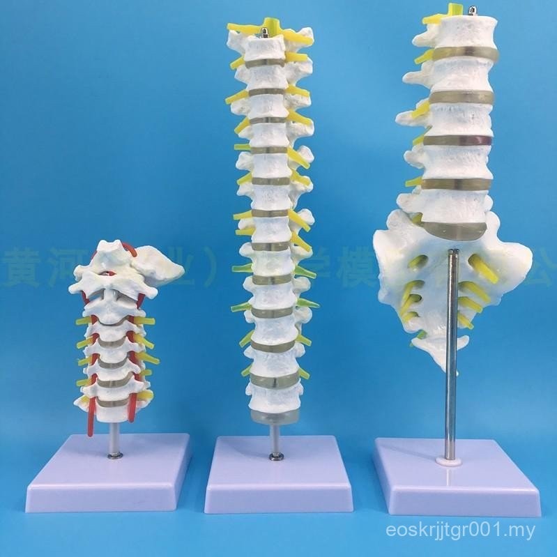 Human Spine Model 1: 1 Adult Bone Exercise Spine Model Cervical Spine ...