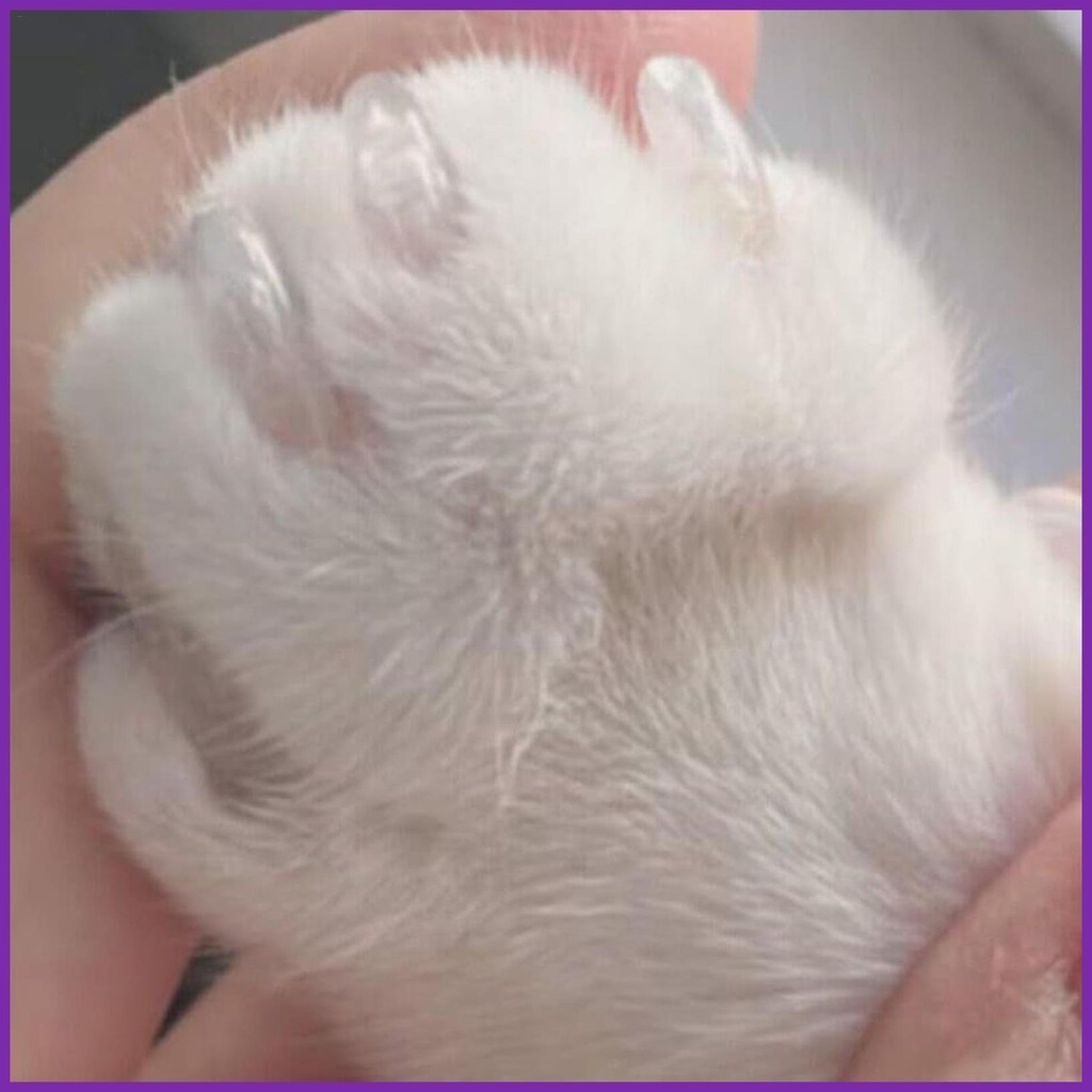 Soft Pet Nail Caps Cat Claw Cover Clear Tips Soft and Comfortable Cat ...