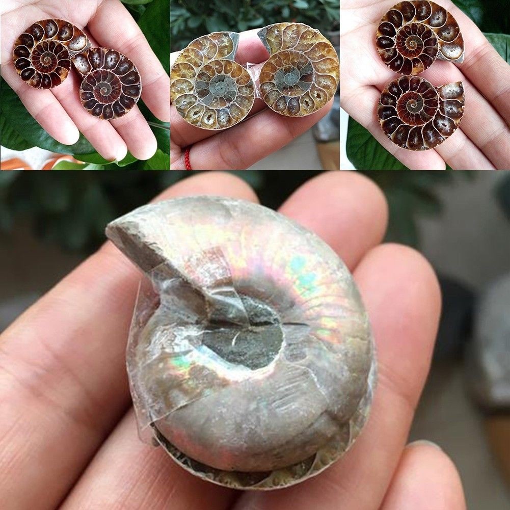 1Pair Half Cut Natural Conch Ammonite Shell Fossil Specimen Madagascar ...