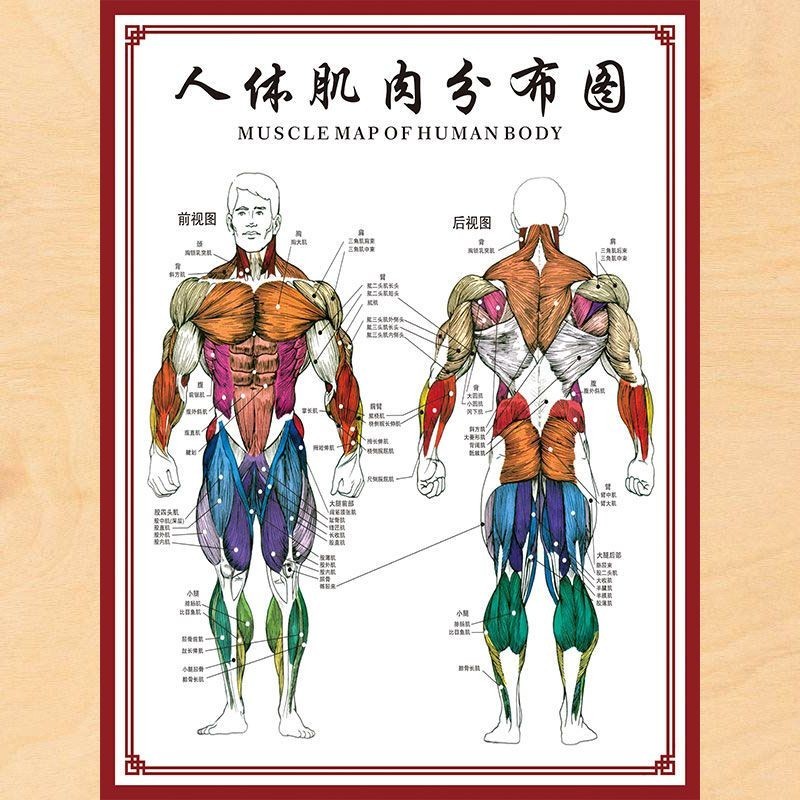 Ma4/9 New Product Human Body Bone Chart Wall Chart Organ Internal Organ ...