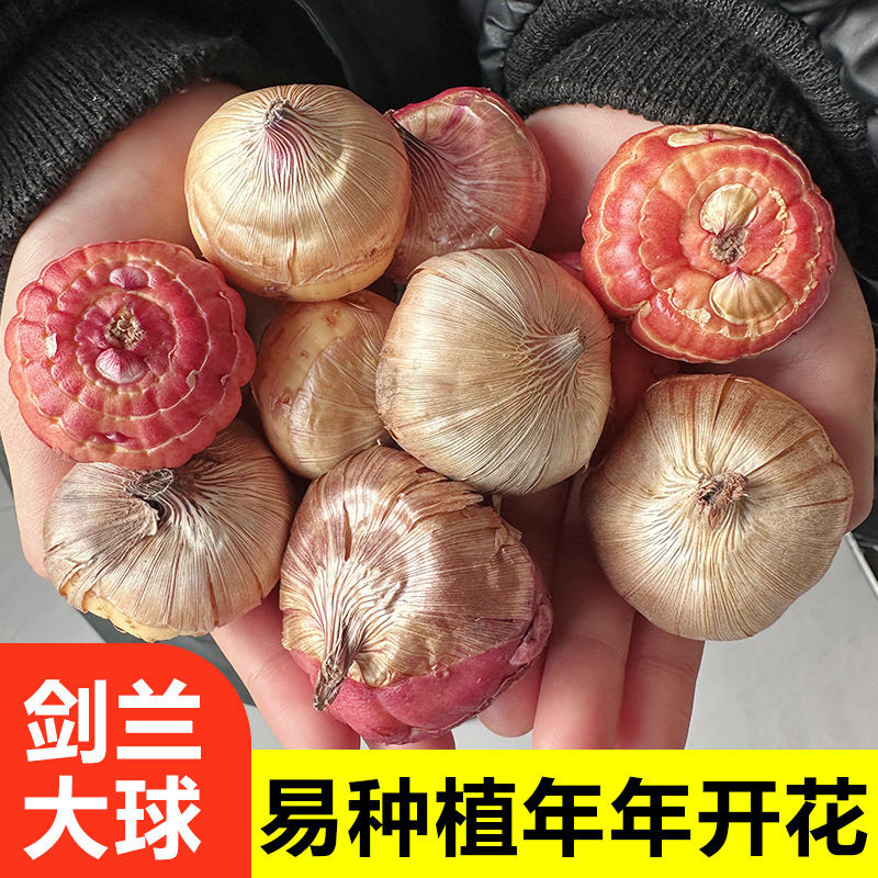 [清仓甩卖]唐菖蒲种球剑兰十三太保四季易种多年生花园地栽阳台盆栽花卉球根q1w7 | Shopee Malaysia
