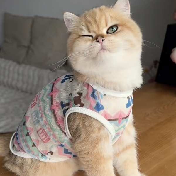 baju raya kucing jantan Kucing 2025 pakaian baru musim panas, gaya ...