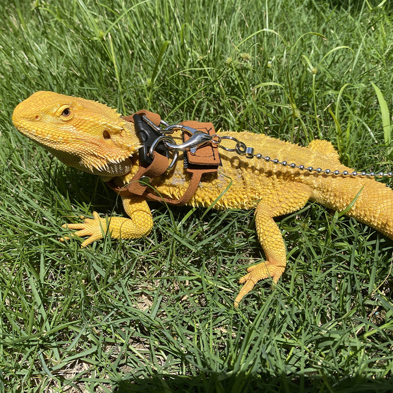 守宫鬃狮蜥蜥蜴绳牵引绳分体背心式遛胸背带防勒外带用品Palace Guard Mane Lion Lizard Rope Pulling ...