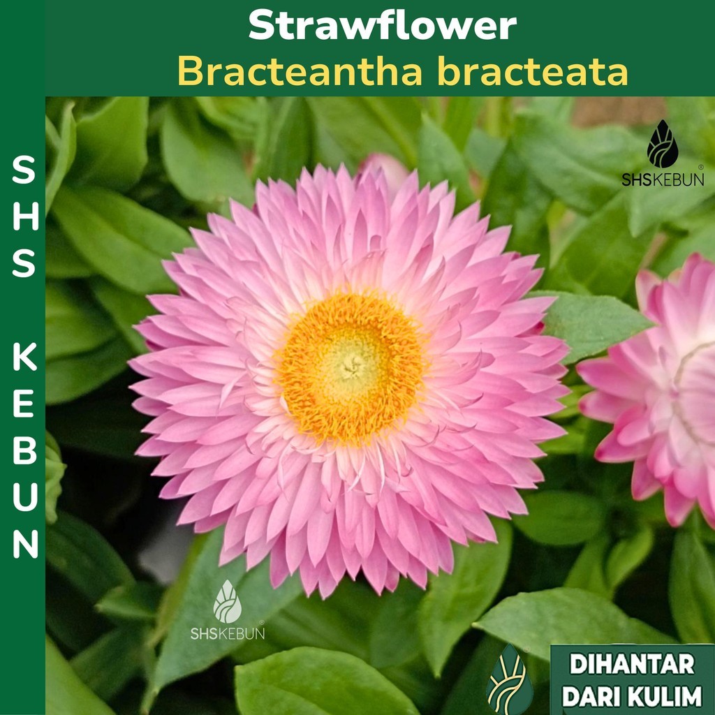 Pokok Bunga Strawflower Strawflower Plant Live Plant SHS Kebun | Shopee ...