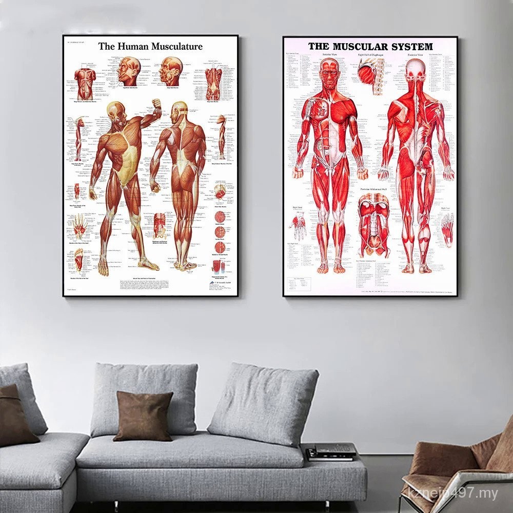 Human Muscle Structure Muscle Fitness Bodybuilding Poster Canvas ...