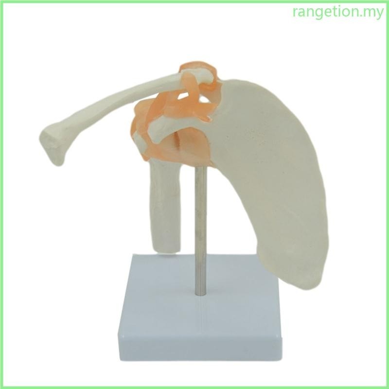 RAN Anatomical Shoulder Joint Model Medical Human Body Shoulder ...