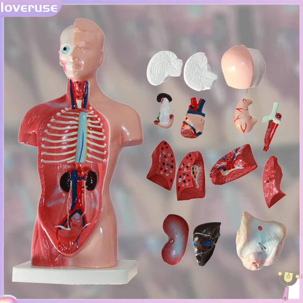 /LO/ 15Pcs/Set Internal Organs Model Educational Anatomical Teaching ...