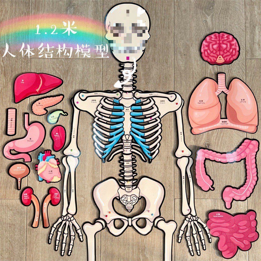 Human Body Structure Model Bone Organ Internal Organ Removal Body ...
