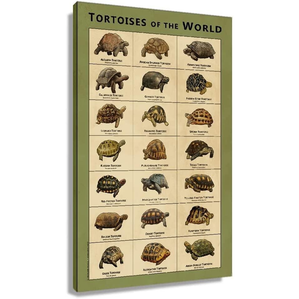 Tortoises of The World Retro Animal Breeds Chart Poster for Room Wall ...