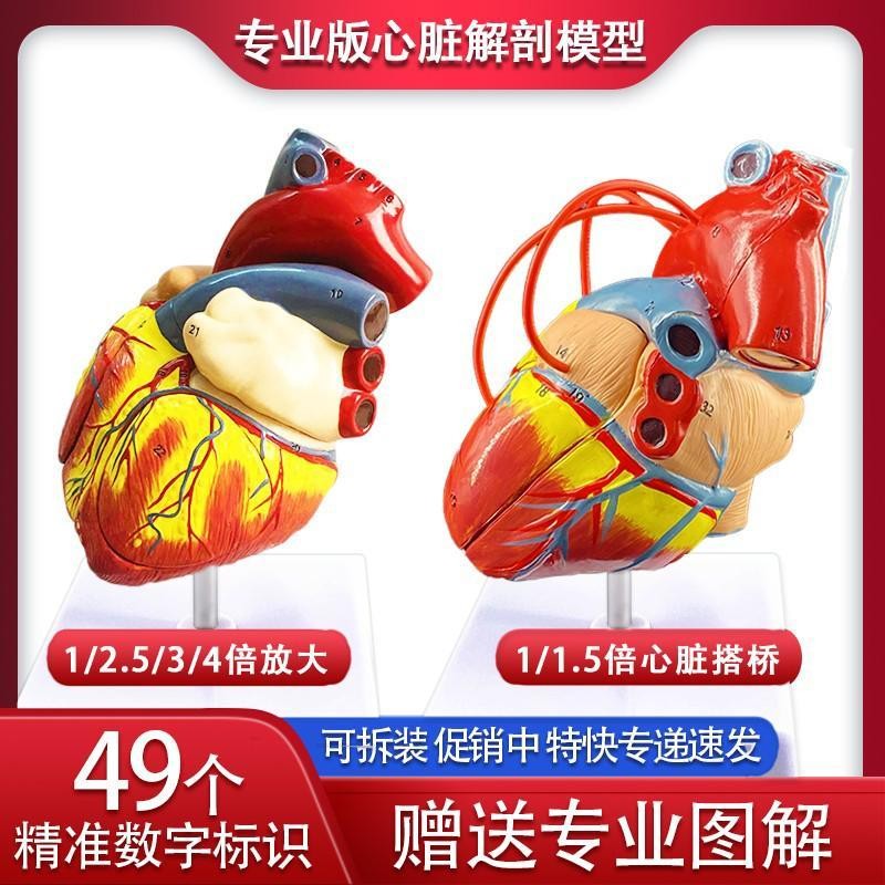 1: 1 standard human heart model anatomy detachable teaching m1: 1 ...