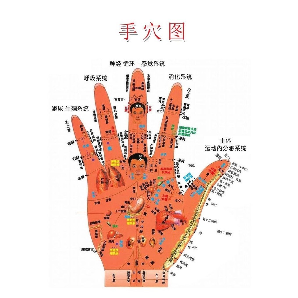 Traditional Chinese Medicine Meridian Hand Diagnosis Schematic ...