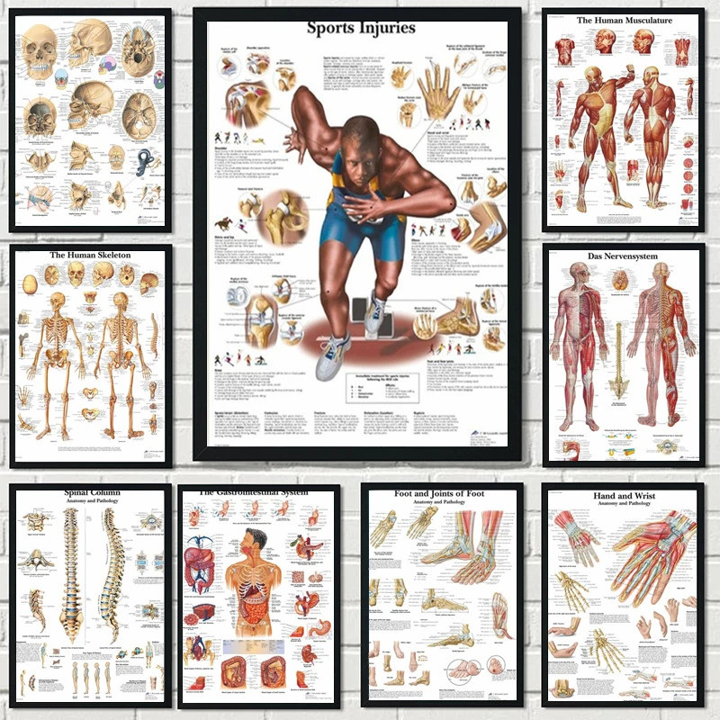 new Human Anatomy Muscles System Canvas Painting Art Poster Print Body ...