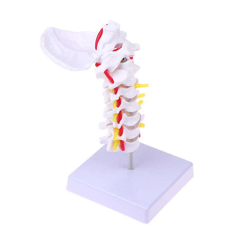 [AttractiveFine] Cervical Vertebral Arteria Spine Spinal Nerves ...