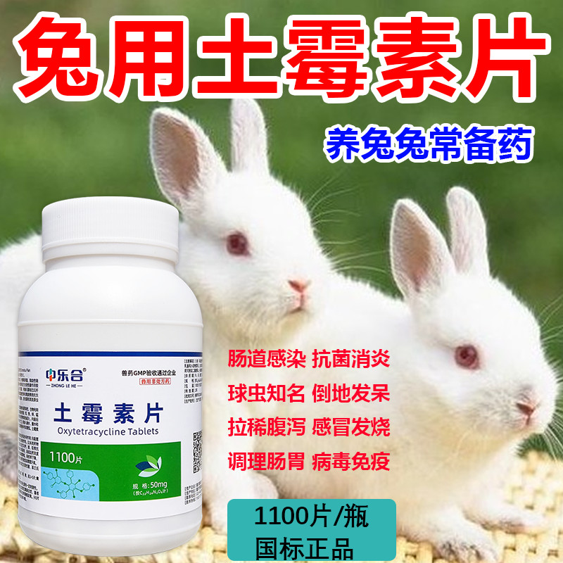 Rabbit Must-Have Medicine for Rabbits Prevent Cold Fever Belly ...