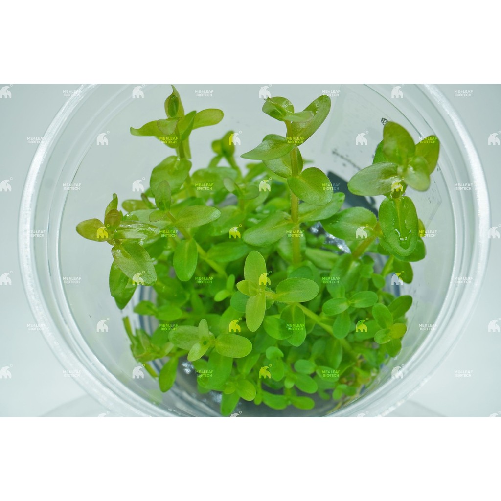 Bacopa Caroliniana 'Colorata' Tissue Culture Plant | Me and Leaf ...