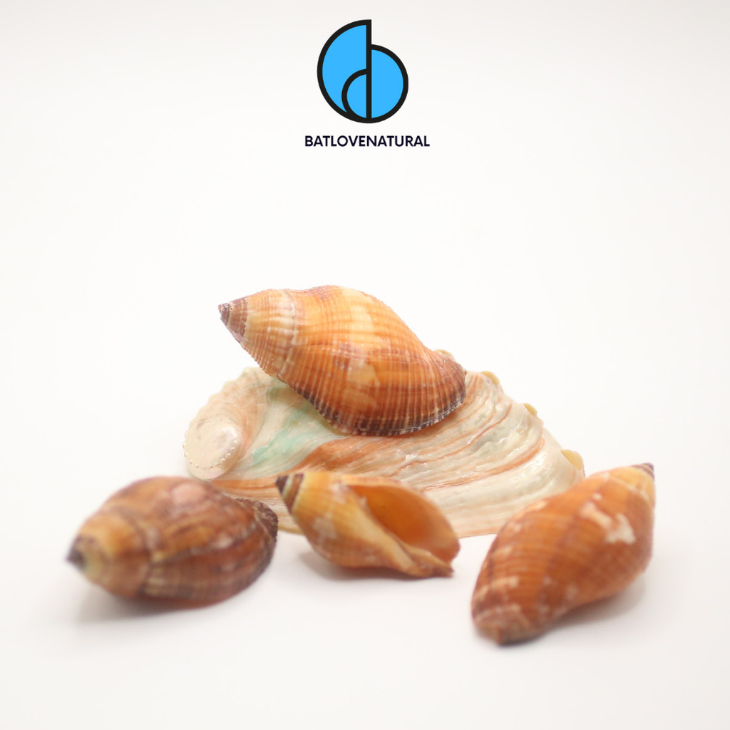 Nasa Serta snail shell - Hermit crab shell - Decorative snail shells in ...